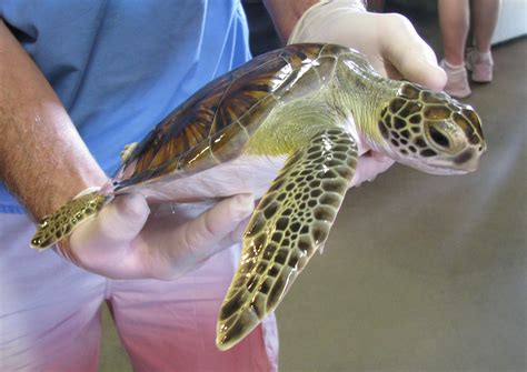 Sea turtle inc - Who: Ages 17 years + When: 11:00am – 12:00 pm CDT Price: $50/participant *Minimum of 3 Participants Required Price Includes Hour-long programming facilitated by a Sea Turtle, Inc. educator onsite at our facility, Be a Vet! program supplies.